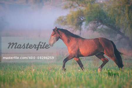 the brown horse runs in the summer foggy morning