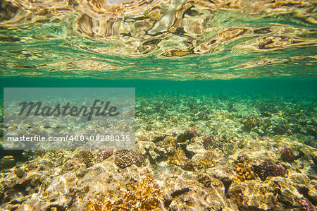 View across an underwater tropical coral reef with reflection in the water surface