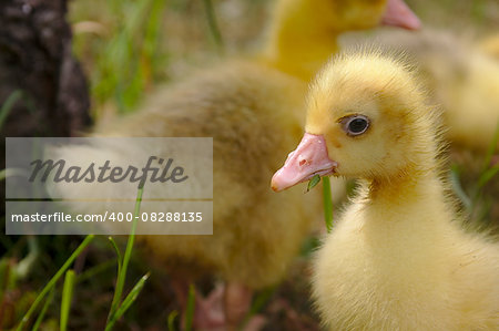 Young geese walking in a green meadow.