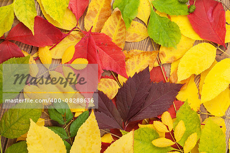 Colorful autumn leaves over wood background
