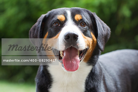 Young Sennenhund, close-up, playfull look in the eyes