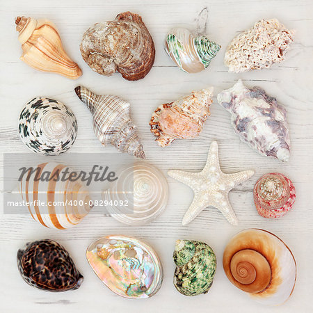 Sea shell selection on a distressed wooden background.