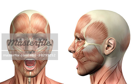 3D render of a medical figure showing mandible depression front and side view