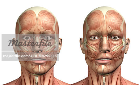 3D render of a medical figure showing mandible lateral deviation left and right