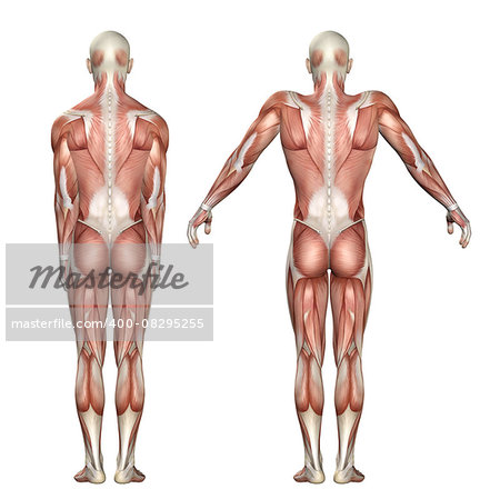 3D render of a medical figure showing scapula elevation and depression