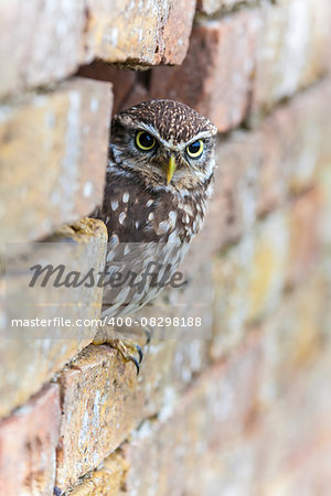 A Little Owl looking out from its hole in a wall