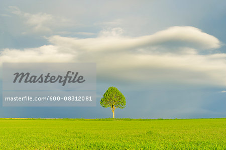 Maple Tree in Grain Field with Stormy Sky in Spring, Bad Mergentheim, Baden-Wurttemberg, Germany