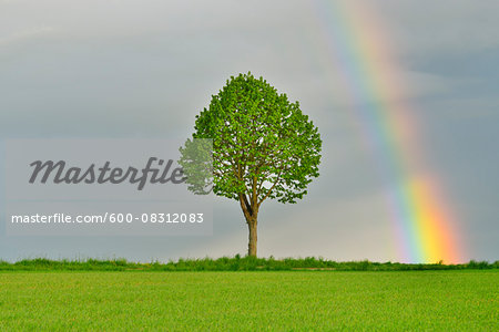 Maple Tree in Grain Field with Rainbow in Spring, Bad Mergentheim, Baden-Wurttemberg, Germany Maple Tree in Grain Field with Rainbow in Spring, Bad Mergentheim, Baden-Wurttemberg, Germany