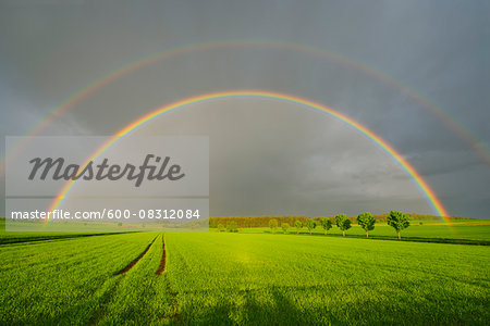 Maple Trees in Grain Field with Double Rainbow in Spring, Bad Mergentheim, Baden-Wurttemberg, Germany