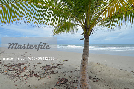Coconut Palm on Beach, Newell Beach, Newell, Queensland, Australia