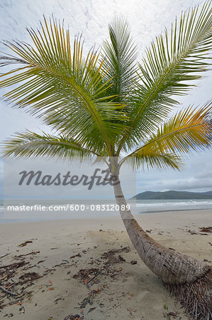 Coconut Palm on Beach, Newell Beach, Newell, Queensland, Australia