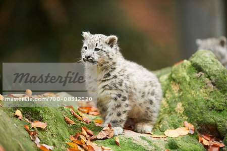 Portrait of Young Snow Leopard (Panthera uncia) in Autumn, Germany