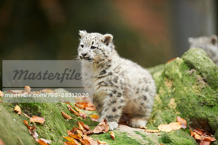 Portrait of Young Snow Leopard (Panthera uncia) in Autumn, Germany Portrait of Young Snow Leopard (Panthera uncia) in Autumn, Germany