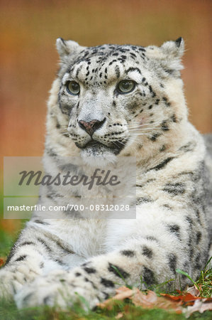 Close-up of Snow Leopard (Panthera uncia) in Autumn, Germany