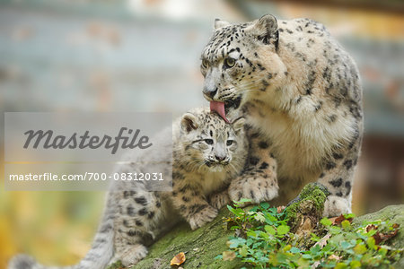 Portrait of Mother Snow Leopard (Panthera uncia) with Cub in Autumn, Germany Portrait of Mother Snow Leopard (Panthera uncia) with Cub in Autumn, Germany