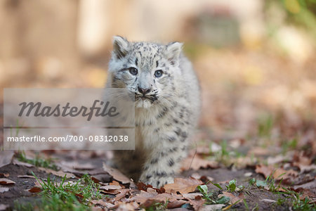 Portrait of Young Snow Leopard (Panthera uncia) in Autumn, Germany