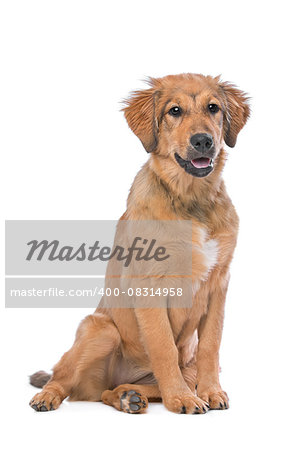 brown mixed breed puppy in front of a white background