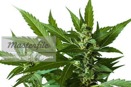 marijuana plant foliage background wallpaper