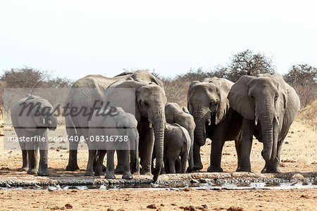 A herd of African elephants drinking at a muddy waterhole, Etosha national Park, Ombika, Kunene, Namibia. True wildlife photography