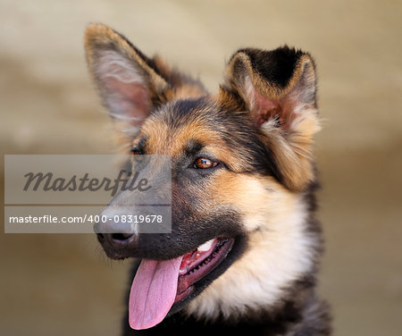 Beautiful puppy dog Shepherd photographed close up