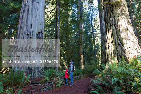 family enjoying hiking in gorgeous redwood national park