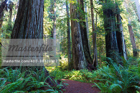 view of gorgeous redwoods and hiking trail at redwood national park