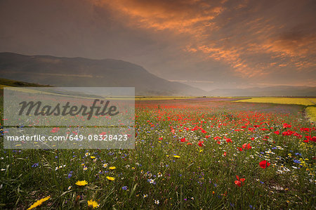 Poppy and wildflower meadow at sunrise, Castelluccio di Norcia, Umbria, Italy