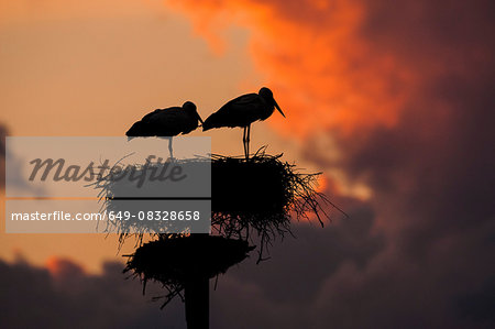 Pair of white stork (Ciconia ciconia) on artificial nesting pole at sunset