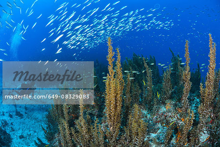 Underwater view of scuba diver watching shoal of sardines swimming over reef, Cabo Catoche, Quintana Roo, Mexico