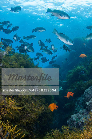 Underwater view of school of fish in kelp reef, Guadalupe Island, Baja California, Mexico