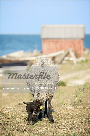 Sheep grazing at coast