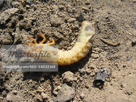 larva of may-bug on laying on the ground