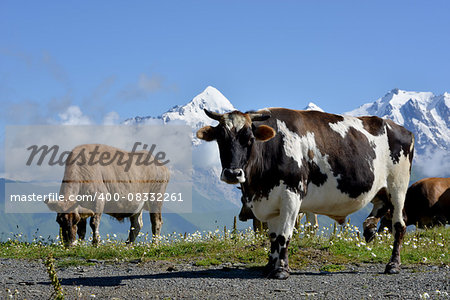 Cows depasture  on alpine meadow. High mountains covered with snow are in  the background.