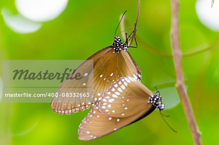 Black Kaiser butterfly ( Penthema binghami ) mating in the bush taken from Thailand