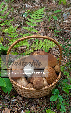 Porcini mushrooms harvest in basket against natural background.