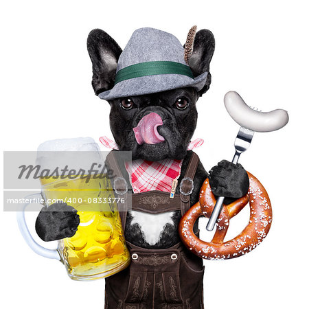 cool bavarian german french bulldog  dog  with beer mug and sausage and pretzel bread , isolated on white background