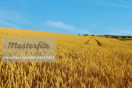Yellow grain ready for harvest growing in a farm field Yellow grain ready for harvest growing in a farm field