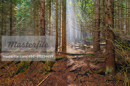 The old spruce forest in falls morning