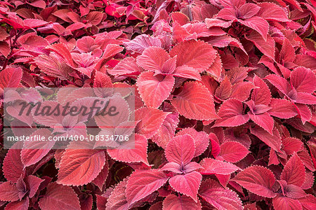 red leaf foliage background - ornamental redhead coleus shrub