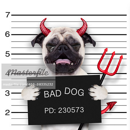 halloween devil pug dog crying in a mugshot, caught on with photo  camera, in police station jail