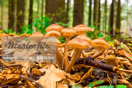 group of mushrooms honey agarics close-up in the woods