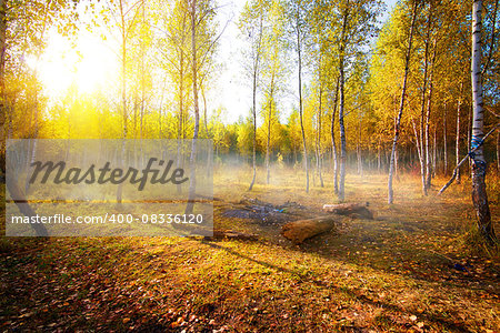 Birches in autumn park in the morning