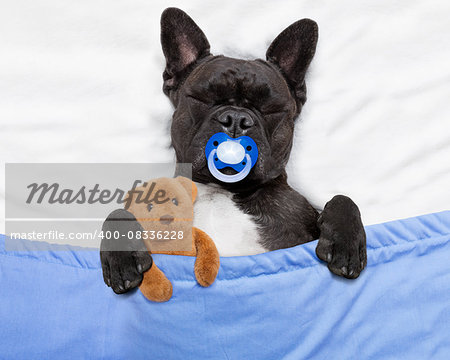 french bulldog dog  with  headache and hangover sleeping in bed like a baby with pacifier ,embracing  teddy bear close together