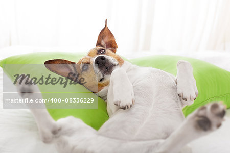 dog having a relaxing siesta, resting  or daydreaming in living room or bedroom , on a pillow