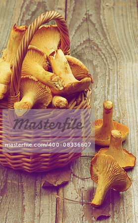 Raw Chanterelles in Wicker Basket Cross Section on Rustic Wooden background. Retro Styled