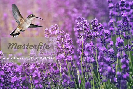 Hummingbird feeding from lavender flowers