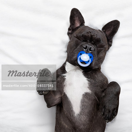french bulldog dog  with  headache and hangover sleeping in bed like a baby with a pacifier,  dreaming sweet dreams