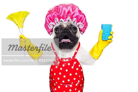 pug dog doing household chores with rubber gloves and shower cap, isolated on white background