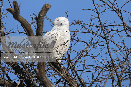 Perching snowy owl looking at the camera.