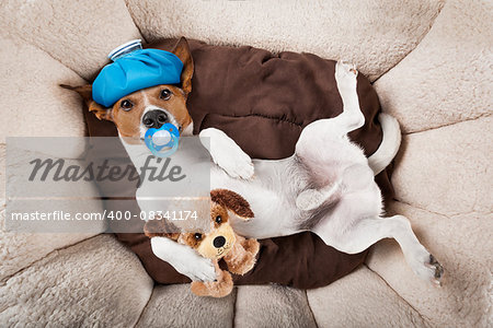 jack russell dog very sick and ill with ice pack or bag on head,  suffering, hangover and headache, resting on bed with teddy bear and pacifier in mouth